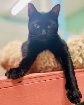 Rescue Domestic Short Hair Cats for Adoption in River Ridge, Louisiana - Darcy(Foster Needed) | PetCurious