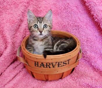 Rescue Tabby Cats for Adoption in St. Augustine, Florida - Andalusia | PetCurious