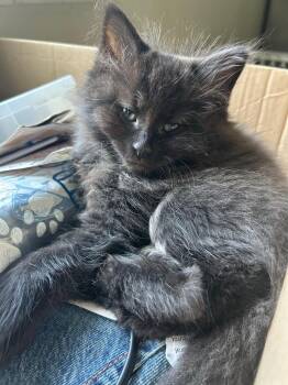 Mac Daddy -  Domestic Long Hair Cat for Adoption in Mokena, Illinois - Mac Daddy | PetCurious