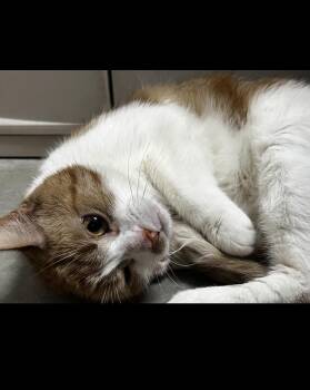 Sweetie Pie -  Domestic Short Hair Cat for Adoption in Worcester, Massachusetts - Sweetie Pie | PetCurious