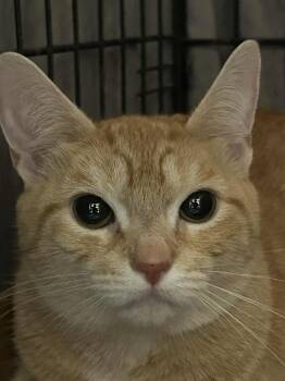 Rescue Domestic Short Hair Cats for Adoption in Westfield, Massachusetts - Peaches | PetCurious