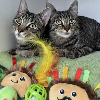 Domestic Short Hair Cats Available for Adoption - Leela | PetCurious