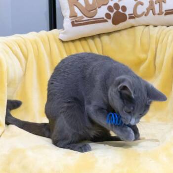Ashwyn -  Domestic Short Hair Cat for Adoption in Mckean, Pennsylvania - Ashwyn | PetCurious