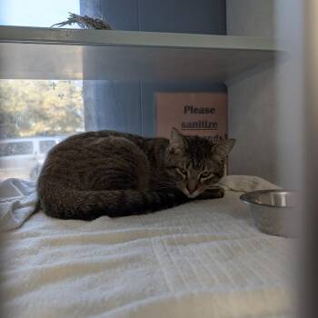 Domestic Short Hair Cats Available for Adoption - Sour Dough | PetCurious