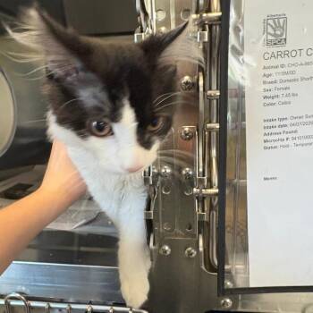 Domestic Medium Hair Cats Available for Adoption in Charlottesville, Virginia - Chester | PetCurious