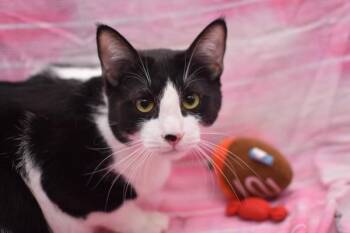 Domestic Short Hair Cats Available for Adoption - Leon | PetCurious