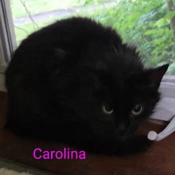 Carolina -  Domestic Medium Hair and Domestic Short Hair Cat for Adoption in Grand Rapids, Minnesota - Carolina | PetCurious