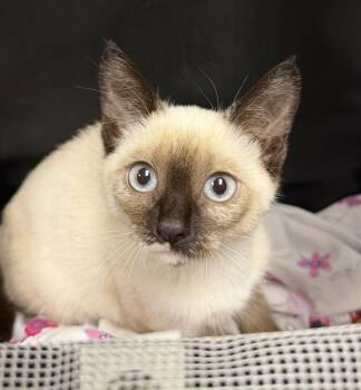 DINA - ADOPTION PENDING -  Siamese Cat for Adoption in Ontario, California - DINA - ADOPTION PENDING | PetCurious