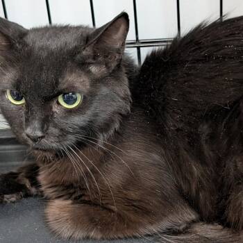 Sparkles -  Domestic Short Hair Cat for Adoption in Las Vegas, Nevada - Sparkles | PetCurious