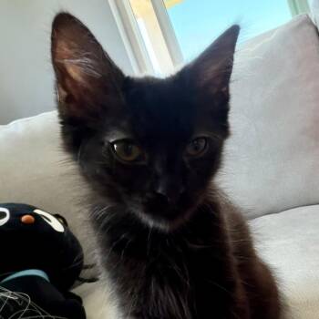Zuko -  Domestic Medium Hair Cat for Adoption in Lakewood, California - Zuko | PetCurious
