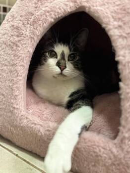 Cannoli -  Domestic Short Hair Cat for Adoption in Lake Grove, New York - Cannoli | PetCurious