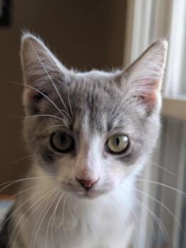 Tweedle-dum -  Domestic Medium Hair Cat for Adoption in Brockport, New York - Tweedle-dum | PetCurious