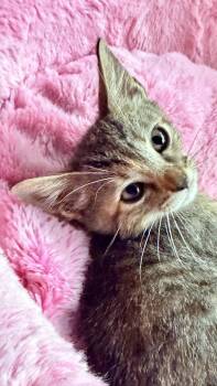 CATAREENA -  Tabby and Domestic Medium Hair Cat for Adoption - CATAREENA | PetCurious