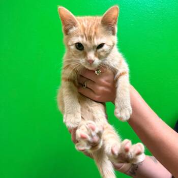 Pegasus -  Domestic Short Hair Cat for Adoption in Cheyenne, Wyoming - Pegasus | PetCurious
