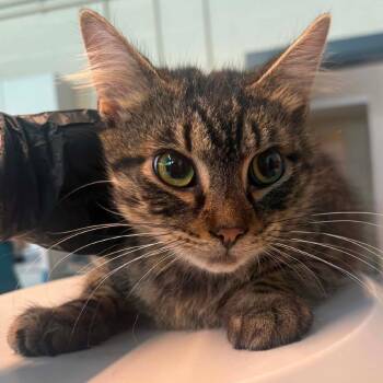 Adamson -  Domestic Short Hair Cat for Adoption in Huntington, West Virginia - Adamson | PetCurious
