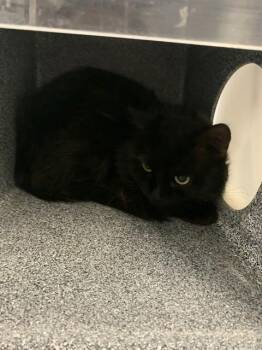 GARTH -  Domestic Short Hair Cat for Adoption in Casper, Wyoming - GARTH | PetCurious