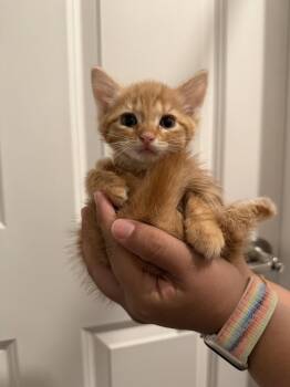 Ginger Ale -  Domestic Short Hair Cat for Adoption in Herndon, Virginia - Ginger Ale | PetCurious