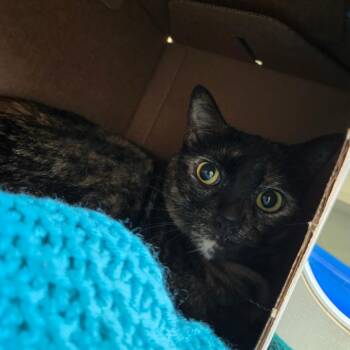 Domestic Short Hair Cats Available for Adoption in West Olive, Michigan - Minnie | PetCurious