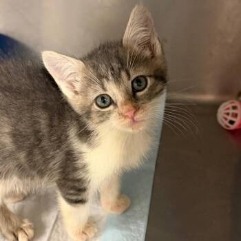 Sullivan -  American Shorthair Cat for Adoption in Mount Vernon, Arkansas - Sullivan | PetCurious