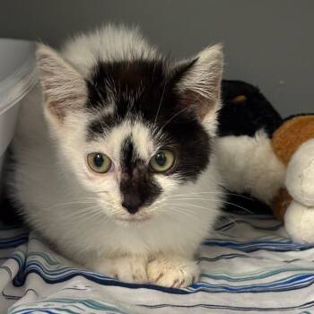 Boop -  Domestic Short Hair Cat for Adoption in Granville, Ohio - Boop | PetCurious