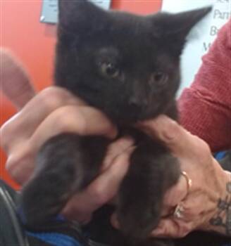 Domestic Short Hair Cats Available for Adoption - MALCOLM | PetCurious