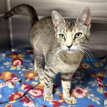 Domestic Short Hair Cats Available for Adoption in Middleburg, Florida - Kylie 28580 | PetCurious