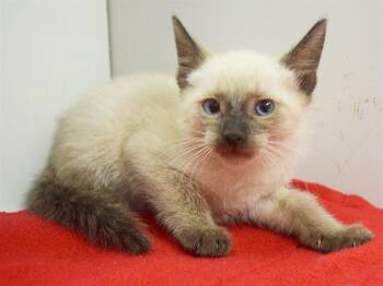 FERGUS -  Siamese and Domestic Short Hair Cat for Adoption in Sacramento, California - FERGUS | PetCurious