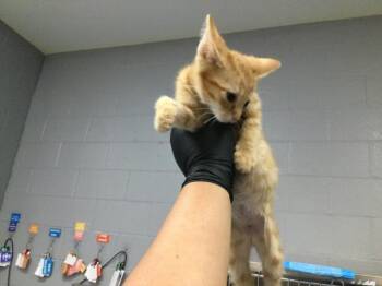 A1923313 -  Domestic Short Hair Cat for Adoption in Thousand Palms, California - A1923313 | PetCurious