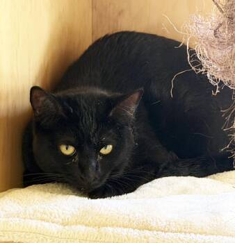 TWINKLE -  Domestic Short Hair Cat Available for Adoption in San Clemente, California - TWINKLE | PetCurious