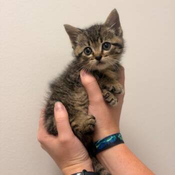Sunny -  Domestic Short Hair Cat Available for Adoption in Sand Springs, Oklahoma - Sunny | PetCurious