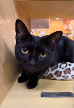 Lilith -  Domestic Short Hair Cat for Adoption in Burnaby, British Columbia - Lilith | PetCurious