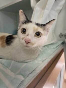 Zoe -  Domestic Short Hair Cat Available for Adoption in Savannah, Georgia - Zoe | PetCurious