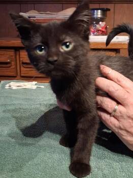 Dani -  Domestic Short Hair Cat for Adoption in Ogden, Utah - Dani | PetCurious