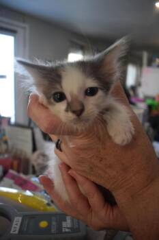 Marty (Diamond K4) -  Domestic Short Hair Cat for Adoption in Pahrump, Nevada - Marty (Diamond K4) | PetCurious