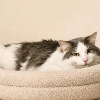 Whistle -  Domestic Long Hair Cat for Adoption in Las Vegas, Nevada - Whistle | PetCurious