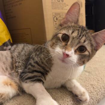 Rescue Domestic Short Hair Cats for Adoption in Columbia, Missouri - Tripod | PetCurious