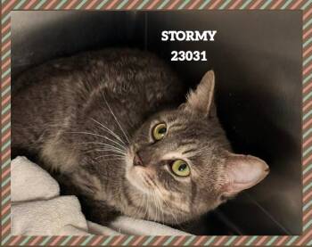 STORMY -  Domestic Short Hair Cat for Adoption in Marietta, Georgia - STORMY | PetCurious
