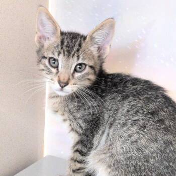 Diego -  Domestic Short Hair Cat for Adoption in Reno, Nevada - Diego | PetCurious