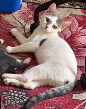 Abby -  Domestic Short Hair Cat for Adoption in Bayonne, New Jersey - Abby | PetCurious