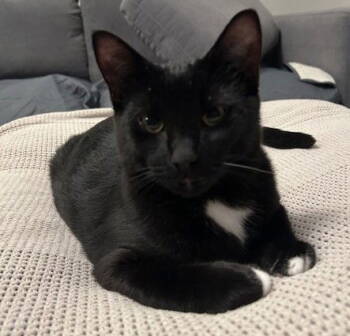 Rescue Domestic Short Hair Cats for Adoption in Richmond Hill, Ontario - Will (+ Hannah) | PetCurious