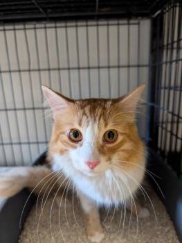 Domestic Long Hair Cats Available for Adoption - Petey | PetCurious