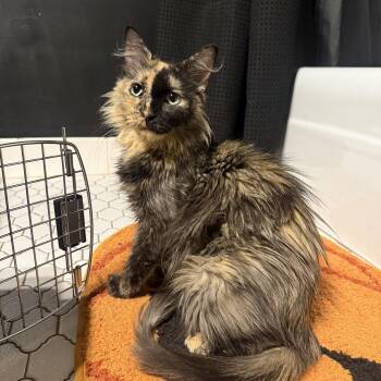Nyla -  Domestic Long Hair Cat for Adoption in Minneapolis, Minnesota - Nyla | PetCurious