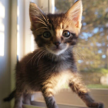 Rescue Domestic Short Hair Cats for Adoption in San Pablo, California - Spider ( Aka Mojo Jojo ) | PetCurious