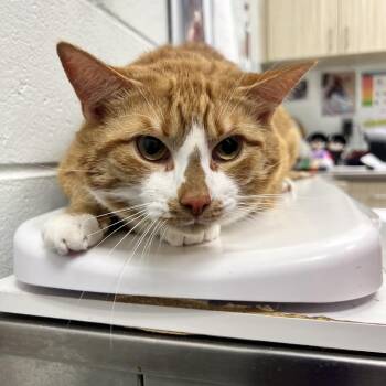 Sparrow -  Domestic Short Hair Cat for Adoption in Chattanooga, Tennessee - Sparrow | PetCurious