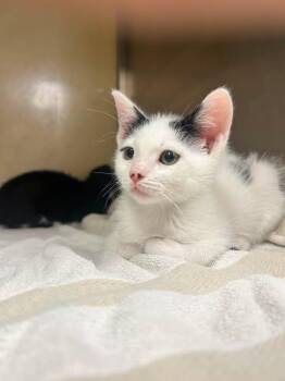 MARSHMALLOW -  Domestic Short Hair Cat for Adoption in Fort Myers, Florida - MARSHMALLOW | PetCurious