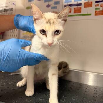 Big Stripe -  Domestic Short Hair Cat Available for Adoption in League City, Texas - Big Stripe | PetCurious