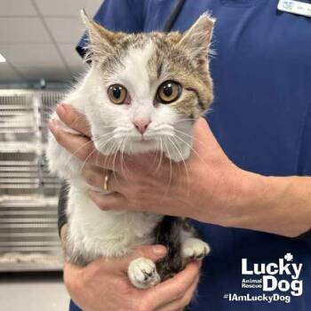 Domestic Short Hair Cats Available for Adoption - Greta | PetCurious