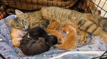 Ilsa -  Domestic Long Hair Cat Available for Adoption in The Woodlands, Texas - Ilsa | PetCurious
