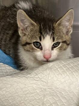 Fluous -  Domestic Short Hair Cat for Adoption in Christiansburg, Virginia - Fluous | PetCurious