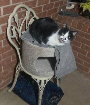 Domestic Short Hair Cats Available for Adoption in Mustang, Oklahoma - Padme | PetCurious